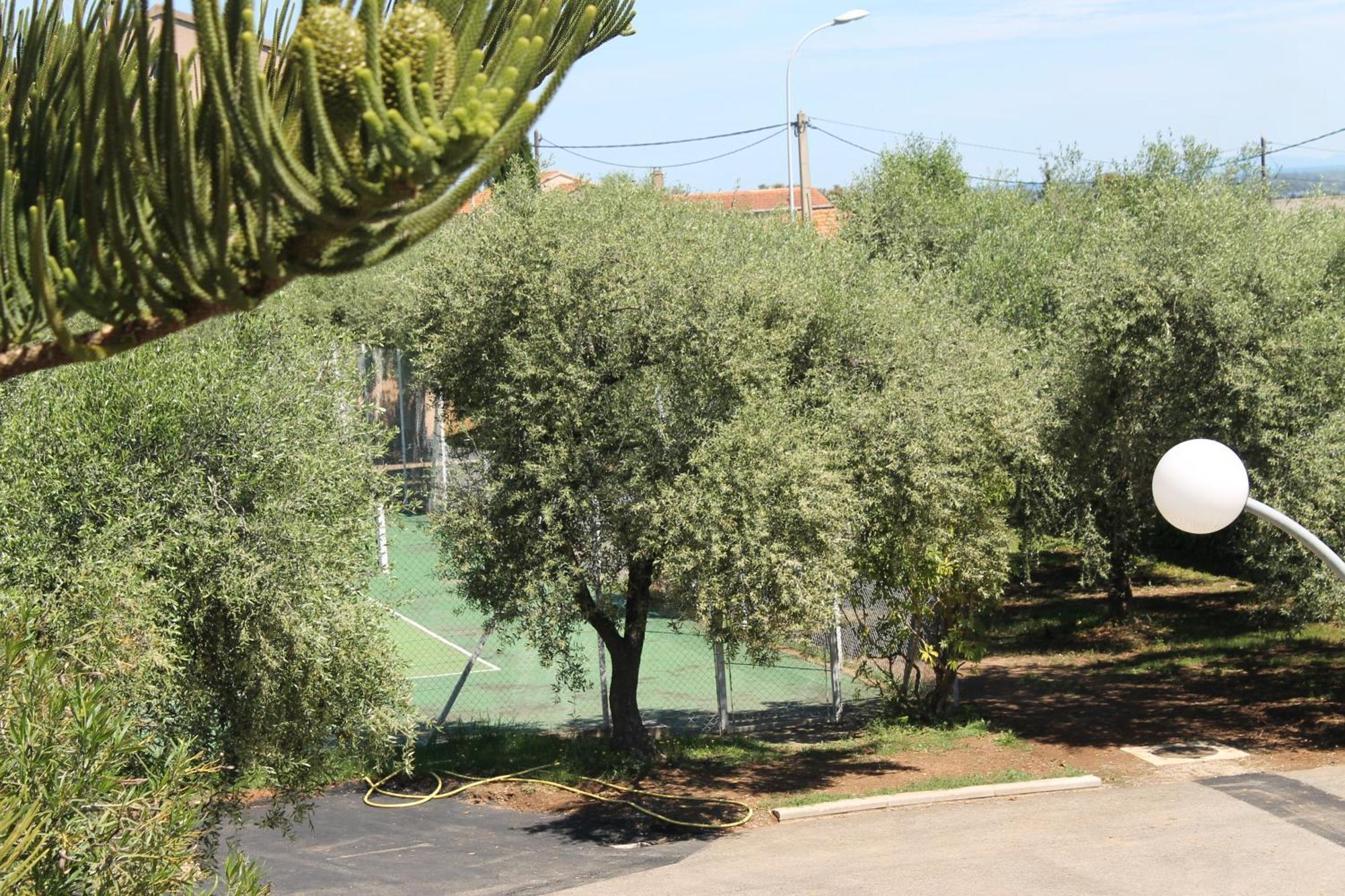 Résidence Le Clos des Oliviers Sorbo-Ocagnano Habitación foto