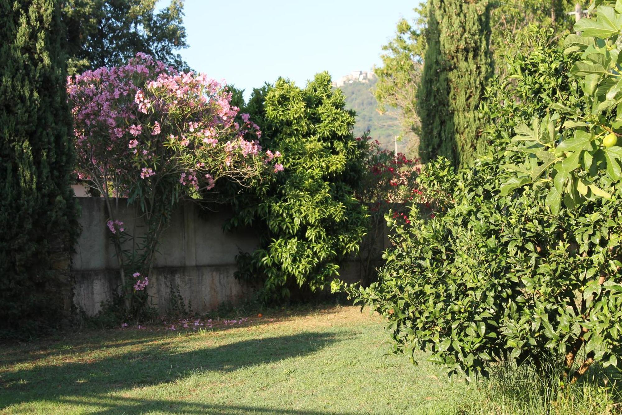 Résidence Le Clos des Oliviers Sorbo-Ocagnano Habitación foto